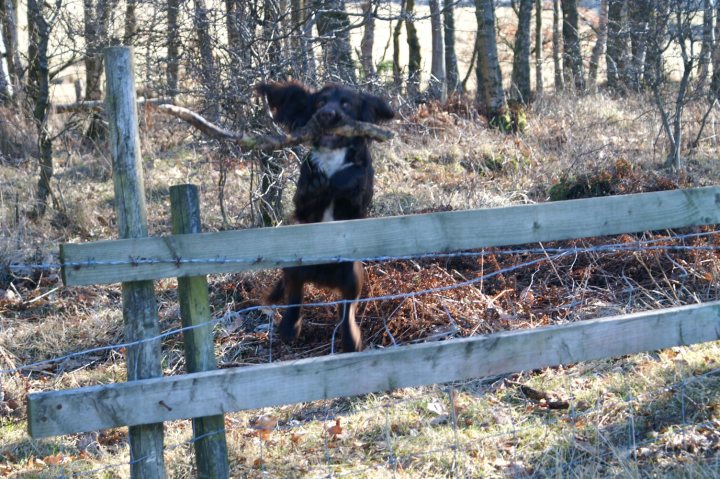 Pistonheads - In the image, a black and white dog is in the process of fetching a stick. The dog, which appears to be in the act of chewing on the stick, is surrounded by a rustic, outdoor setting, with fences, trees, and a significant amount of dead grass, indicating the photo was taken during autumn. The dog and stick occupy the central portion of the image, with the rest of the scene providing a backdrop that implies a natural or rural environment. The dog's determined expression and the stage of predisturbed grass suggest it may have just found the stick and is in the process of playing with it.