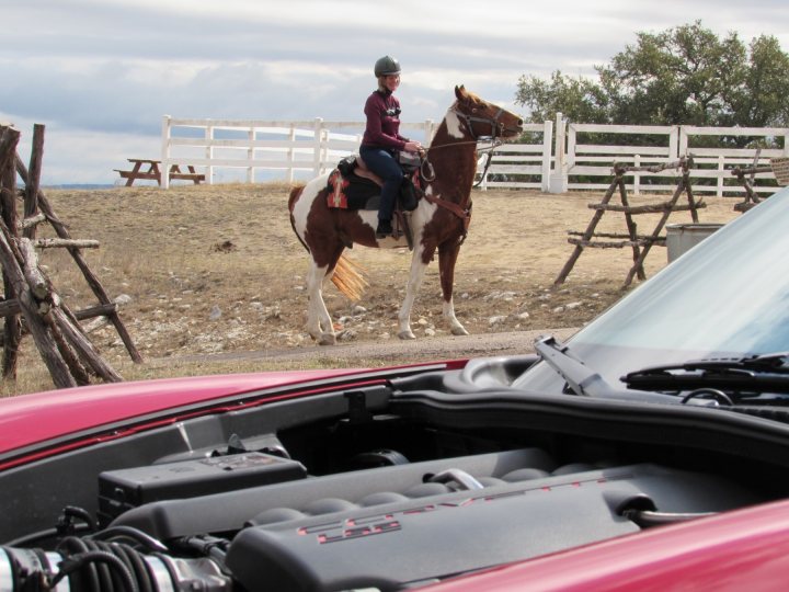 The £7700 Corvette C6 - Page 1 - Readers' Cars - PistonHeads - In the image, a person is mounted on a brown and white horse, seemingly in a rural setting. The horse appears calm and composed, and the person on its back seems to be enjoying the ride.

In the foreground, a part of a car showcases an open engine compartment. The engine components are visibly arranged, and the red car itself is a prominent feature in the image.

The juxtaposition of the serene countryside setting behind the horse and rider with the mechanical complexity of the open car engine in the foreground creates an interesting contrast.

Despite the vast differences in the content of the image, the scene overall is peaceful and harmonious.