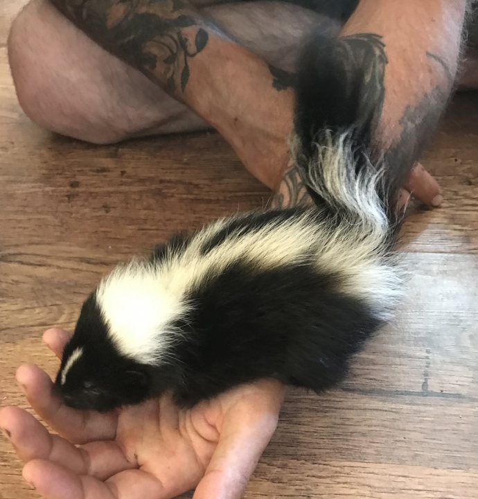 Something different. Meet my new baby Skunk - Page 6 - All Creatures Great & Small - PistonHeads UK