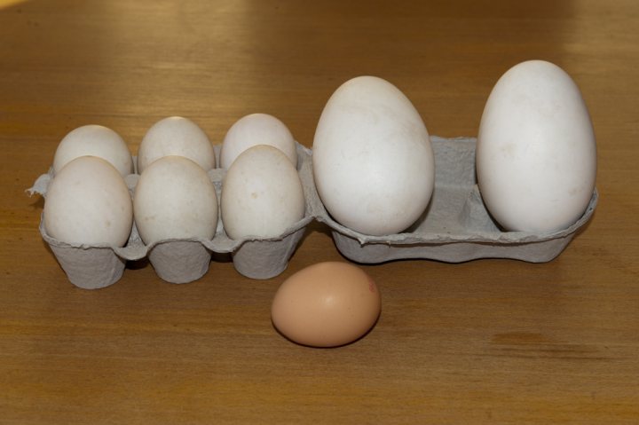 Anyone know where I can get duck eggs? - Page 1 - Northamptonshire - PistonHeads - The image shows a collection of white chicken eggs placed in a carton and an individual egg outside of the carton. The carton, which has Cardboard packaging, contains a dozen eggs. The individual egg outside the carton is partially cracked on one side. The eggs are white, and all of them appear to be unlabeled, differing from the expectant single 'Brown' egg originally intending to complement them. The background is a plain, wooden surface, providing a simple backdrop for the scene.