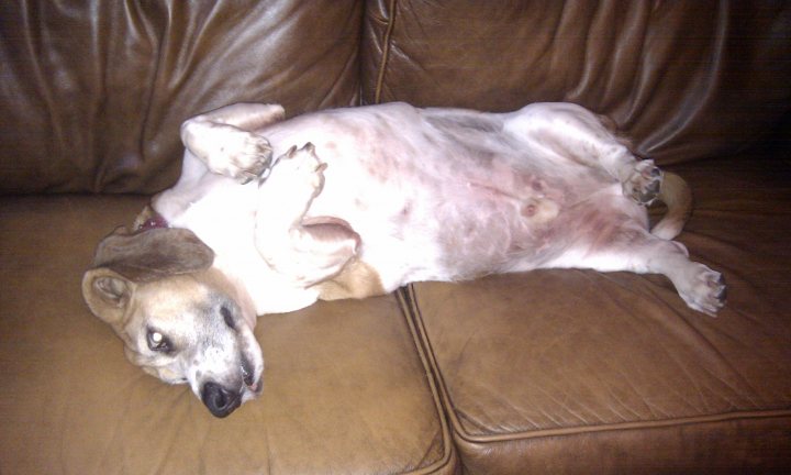 Weird Dog Pistonheads - The image shows a small dog lying on its back on a brown leather couch. The dog appears to be well-groomed and is looking straight at the viewer. Its belly is exposed and its legs are extended upwards, suggesting a relaxed and comfortable position. The background is quite blurred, making it difficult to distinguish any details, which puts the focus entirely on the adorable, sprawled-out dog. The lighting in the image casts soft shadows around the dog, enhancing the sense of warmth and comfort.