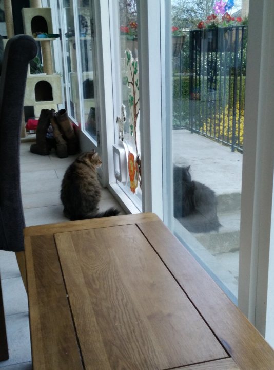 A cat sitting on a window sill looking out a window - Pistonheads - In the image, a brown cat with a black tail is curiously poking its head out through a glass sliding door. Its neighbor, another cat of the same color pattern, is laying on the step outside, possibly intrigued by the indoor feline's actions. The sliding door divides an indoor area, where a cozy corner with a cat tree is visible, from a patio that has a couple of potted plants adding to its ambiance. The indoor space features a wooden dining table, suggesting a homey and welcoming atmosphere.