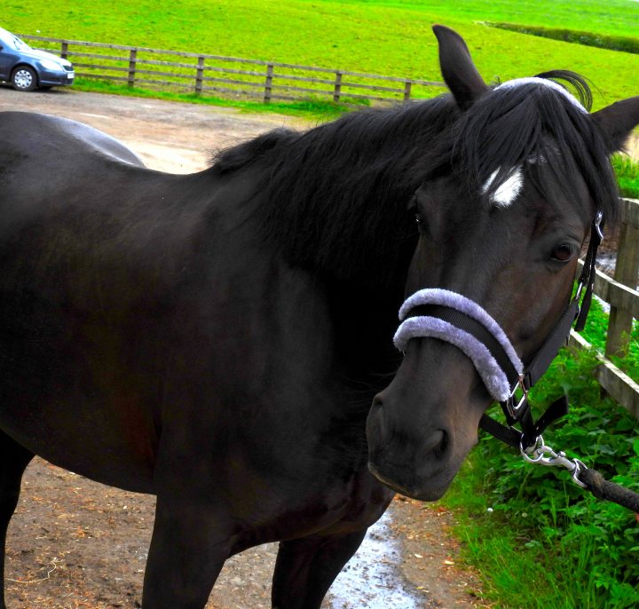Post photos of your horse - Page 1 - All Creatures Great & Small - PistonHeads UK