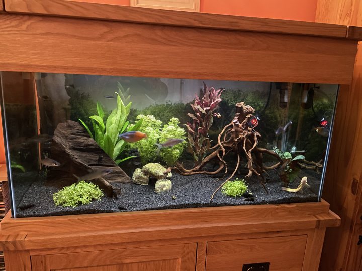 Show me your aquarium - Page 45 - All Creatures Great & Small - PistonHeads UK