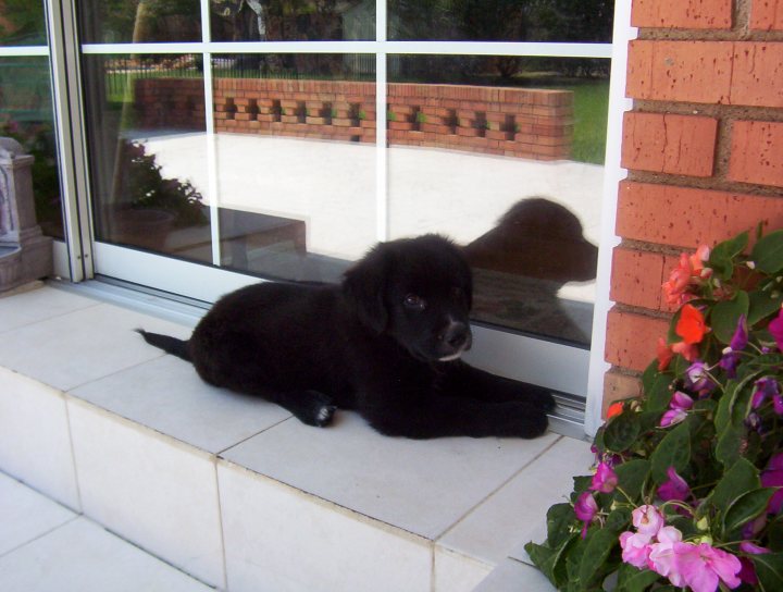 The image depicts a small black puppy sitting on a white tiled window sill. The puppy appears relaxed and looks out towards the viewer. Behind the dog, there is a white door with large glass panes, allowing a view of an outdoor area that features a brick wall and a green lawn. On the right side of the photo, there's an arrangement of flowers in full bloom, adding a vibrant touch to the scene. The puppy seems to be comfortably resting or waiting at the door, possibly for someone to enter.