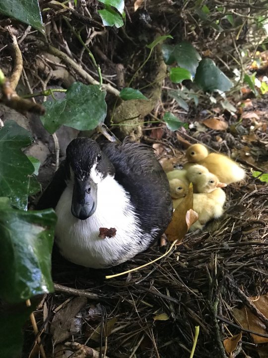 Wild ducks have laid eggs in my plant pot! - Page 3 - All Creatures Great & Small - PistonHeads