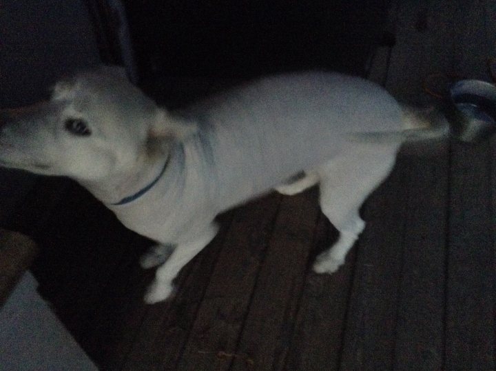 A dog is sitting on the floor with a toy - The image shows a young dog standing on a wooden surface with a house visible in the background. The dog is white with short fur, and its ears are perked upright. The dog is looking towards something off-camera, giving a sense of curiosity. The dog is wearing a collar, which suggests it's a domesticated pet. The lighting in the photo is low, portraying a nighttime or dimly lit setting.