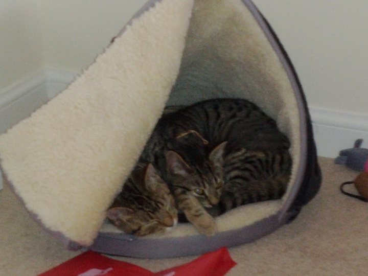 Our New Kittens - Page 2 - All Creatures Great & Small - PistonHeads - The image depicts two cats comfortably nestled inside a pet bed, which has a semi-circular shape and features a large triangular opening. The cats are touching each other, suggesting a sense of companionship, and are sleeping with their eyes closed, appearing peaceful and content. The setting appears to be indoors on a floor, as no outdoor features are visible, and a stuffed toy can be seen in the background, further underlining the domestic, safe environment.