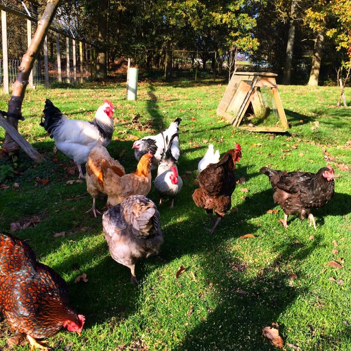 Pistonheads - The image depicts a peaceful scene with a flock of mixed chickens standing on verdant grass. The sunlight reflects off their feathers, illuminating their various brown, black, and white plumage. They are scattered across the yard, some closer to the camera while others are farther away. There is a wooden structure in the background, possibly a coop or shed, amidst a backdrop of trees. The scene exudes a rustic, serene atmosphere indicative of rural or farm life.