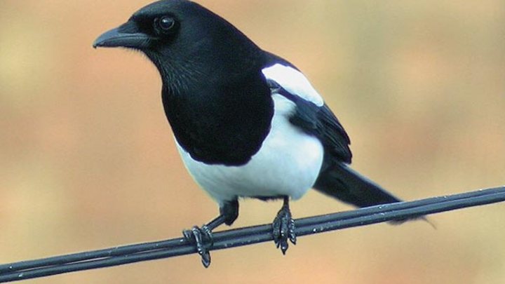 A black and white bird sitting on a branch - Pistonheads