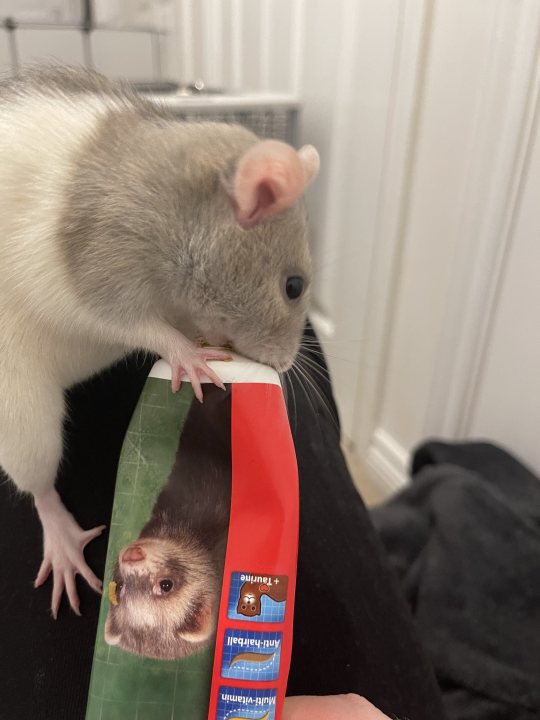 anyone here  with a pet rat? - Page 5 - All Creatures Great & Small - PistonHeads UK
