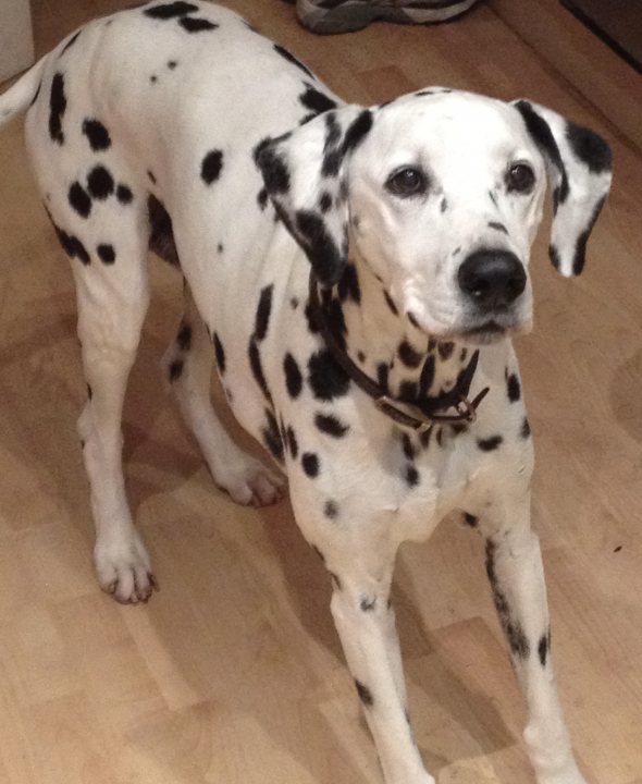 10 year old Dalmation - Page 1 - All Creatures Great & Small - PistonHeads UK