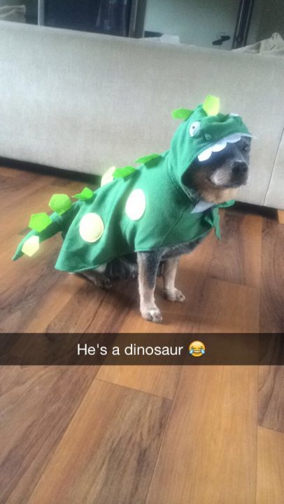 Post photos of your dogs vol2 - Page 303 - All Creatures Great & Small - PistonHeads - The image features a small dog wearing a unique piece of pet apparel: a dinosaur costume. The costume, which appears to be green with yellow spots, resembles a dinosaur with a large head and pointy ears, reminiscent of a cartoonish T-Rex. The dog itself is mostly visible from the waist down, standing on a wooden floor in front of a striped patterned sofa or chair. Above, the image includes a text overlay that reads "He's a dinosaur", perhaps explaining the dog's amusing attire.