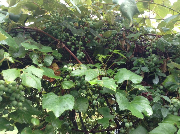 A tree with a bunch of green leaves on it - The image captures a close-up view of a grapevine in bloom. The grapevine is laden with clusters of green grapes that are attached to long stems. The branches are lush and green, with small leaves that add to the overall detail of the photograph. The grapes are visible throughout the image, with some larger clusters towards the top and smaller ones lower down on the branches. The sunlight filtering through the vines adds to the vibrancy of the scene.