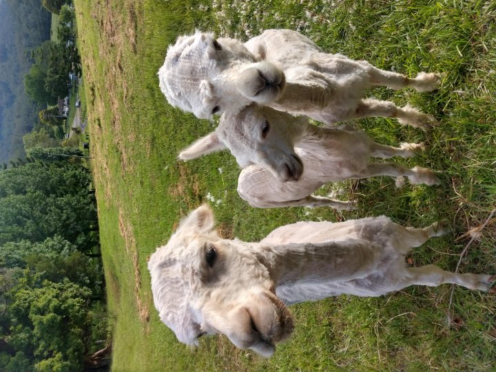 Bought some Alpacas - Page 1 - All Creatures Great & Small - PistonHeads