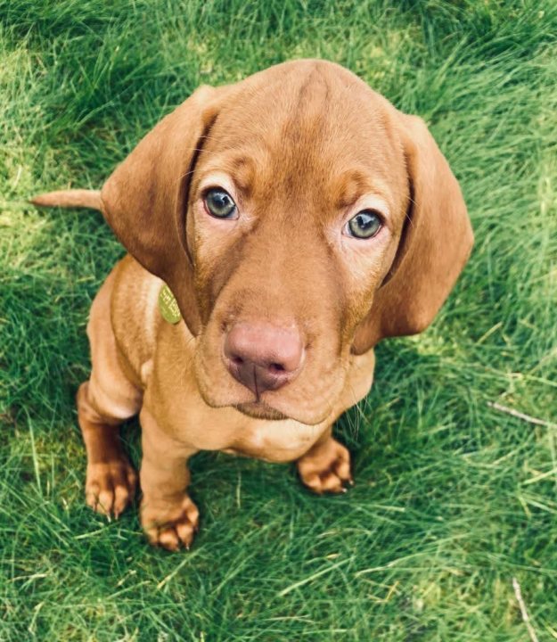 Collecting our Vizsla puppy tomorrow... - Page 2 - All Creatures Great & Small - PistonHeads