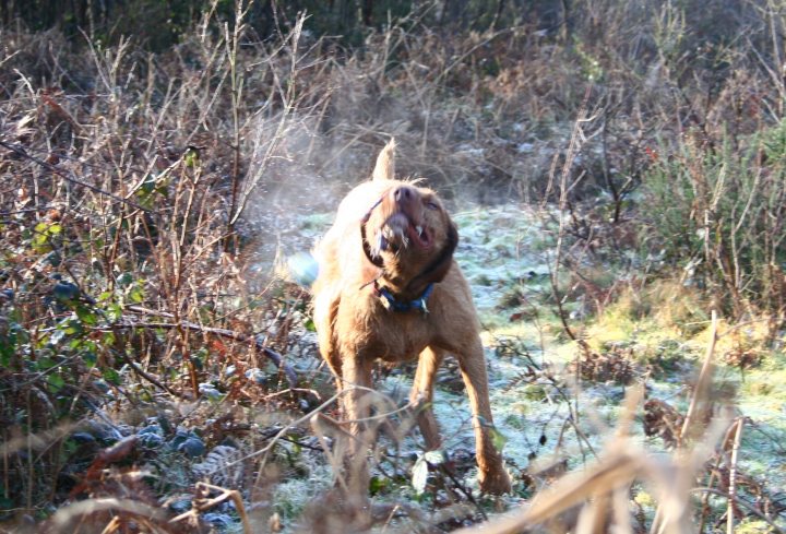 Puppy (W-H Viszla) arriving in two weeks - HELP! - Page 1 - All Creatures Great & Small - PistonHeads - In the image, a dog is the central figure, captured mid-run through a field that's a mix of snow and grass. The dog is predominantly brown in color and appears to be enjoying the outdoors. Its mouth is wide open, possibly due to its movement or excitement, and it's wearing a collar, suggesting it's a domesticated pet. The setting is a natural environment with some trees and dense vegetation visible in the background. The dog is moving from the left side of the image towards the center, giving the impression of a dynamic, active scene.