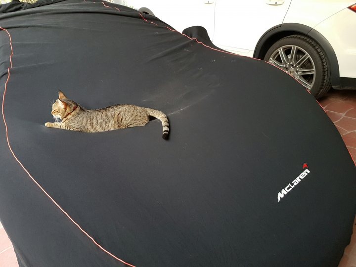 It's Caturday- Post some cats (vol 3) - Page 132 - All Creatures Great & Small - PistonHeads