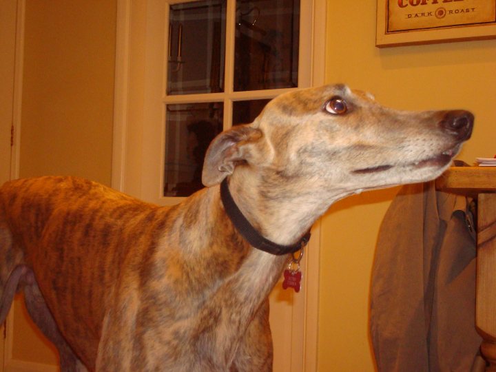 Official Retired Greyhound Pistonheads Rescue