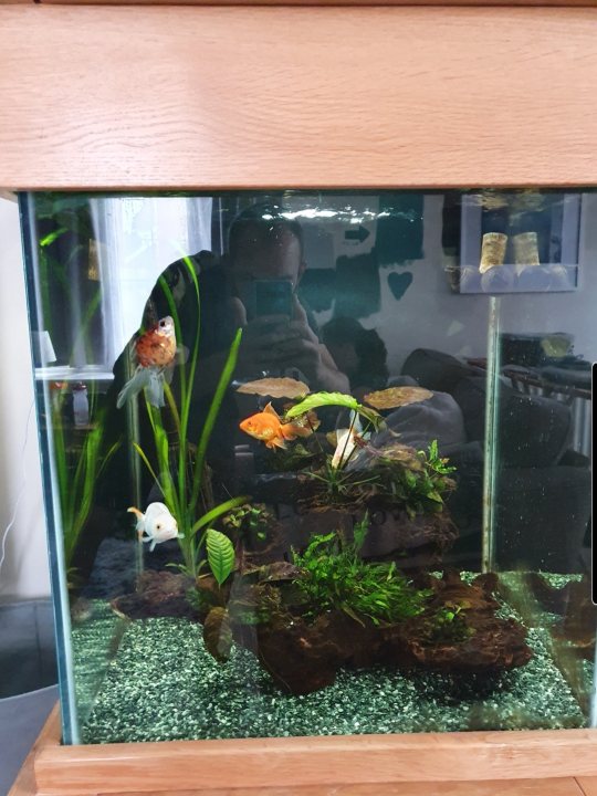 Show me your aquarium - Page 2 - All Creatures Great & Small - PistonHeads