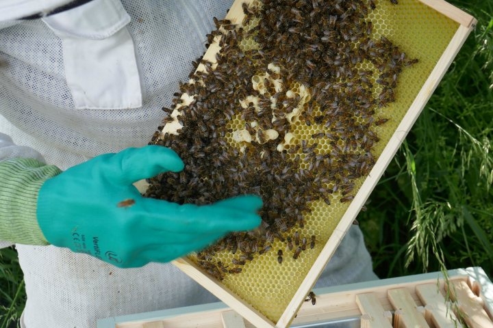 I am now a Beekeeper!! - Page 14 - All Creatures Great & Small - PistonHeads UK