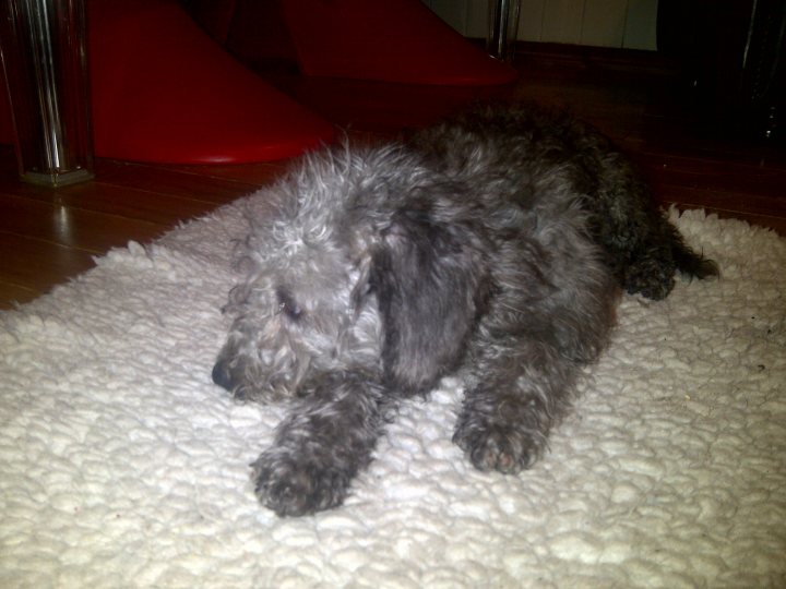 Bedlington Terrier Puppy - Page 1 - All Creatures Great & Small - PistonHeads - The image showcases a single gray dog, comfortably sprawled out on a white, fluffy carpet. The dog's eyes are closed, adding a sense of relaxation and contentment. The carpet appears soft and cozy, providing a perfect resting spot for the dog. In the background, there's a glimpse of a red chair that adds a pop of color to the scene. The setting suggests a calm and tranquil environment, possibly a living room or a bedroom.