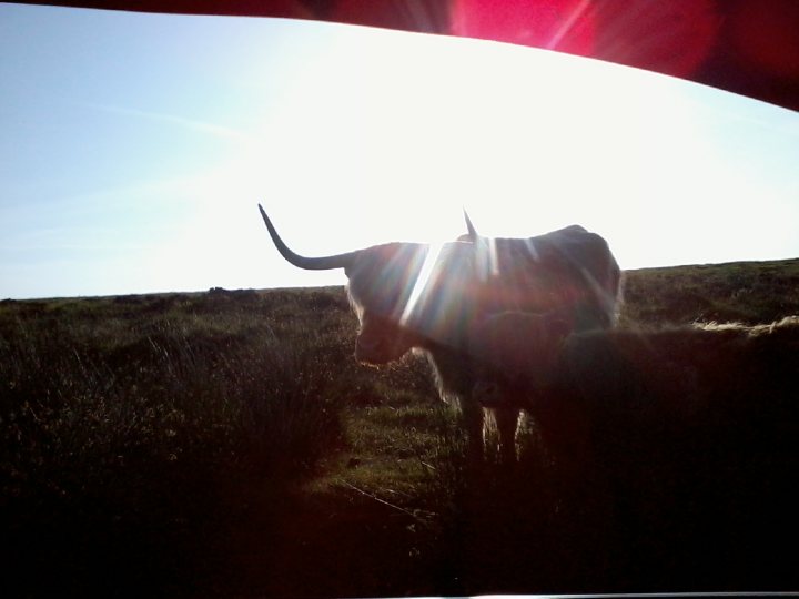 Best bits of roads around Exmoor - Page 1 - South West - PistonHeads - The image captures a tranquil scene on a bright sunny day. Dominating the right half of the frame is a large gray cow, its coat gleaming under the sunlight, standing still, facing away from the camera. Its long horns, silhouetted against the sky, accentuate its grandeur. In the foreground, a large bush with spikes of green foliage adds texture and contrast to the scene. The cow's position close to this bush suggests a natural environment where wildlife and flora coexist harmoniously. Above it all, the sky is a clear canvas of blue, dotted here and there with a few clouds, providing a serene backdrop.