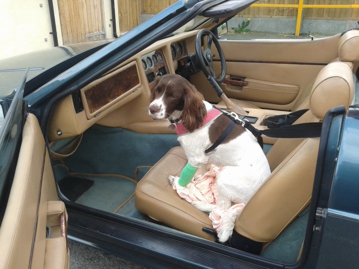 Anyone transport a dog in their TVR? - Page 4 - General TVR Stuff & Gossip - PistonHeads
