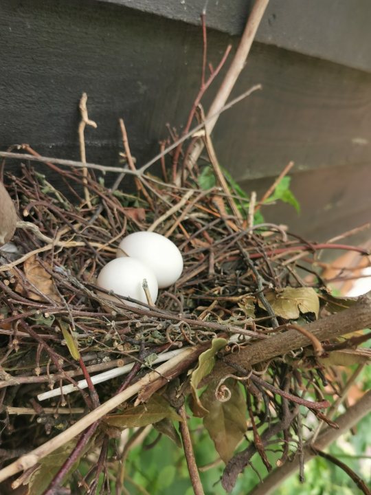 Wild ducks have laid eggs in my plant pot! - Page 3 - All Creatures Great & Small - PistonHeads
