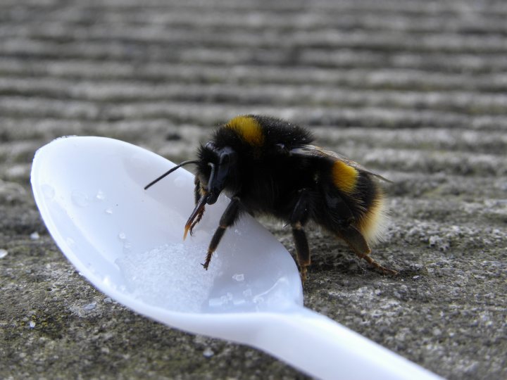 A small bird is standing on the ground - Pistonheads - The image captures a close-up of a small yellow and black bumblebee, standing on a white plastic spoon. The bumblebee appears to be the focus of the image, with the spoon beneath it showing traces of sugar or salt underneath it. The background is a blurred, textured surface, possibly a table or other outdoor surface. There's no text in the image, and the relative position of the objects suggests a peaceful scene, perhaps in a park or a garden. The bumblebee's presence is a stark contrast to the human-made item of the spoon, creating an interesting dynamic in the image.