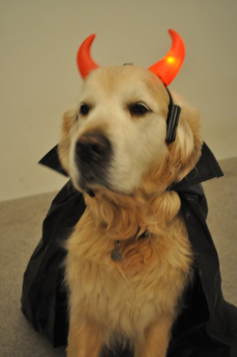 Pistonheads - The image shows a light tan or blond dog with a black nose, standing on a gray carpet. The dog is not wearing a traditional Halloween costume, but instead has two red-orange devil horns attached to its head, giving it a playful, costume-like appearance. It is looking directly at the camera, and there is a black garment, possibly a dog bed or a simple black sheet, partially draped over the dog's back. The background is simply a plain wall without any significant details.