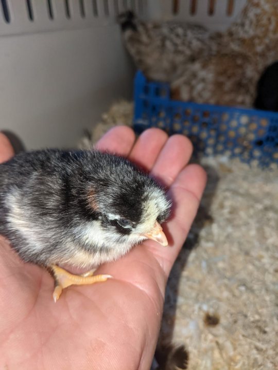 Chickens, now she's done it! (cute chick content) - Page 10 - All Creatures Great & Small - PistonHeads UK