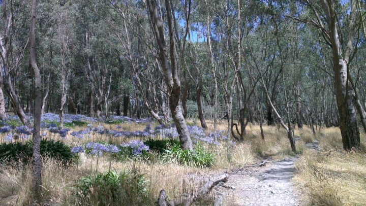 The "Photos From Today's Ride" thread... - Page 398 - Pedal Powered - PistonHeads - The image portrays a serene, tree-lined forest. A winding dirt path meanders through the dense growth of trees and shrub. The forest floor, partly covered in dried grass and yellowing foliage, showcases a carpet of purple flowers that add a vibrant splash of color to the scene, contrasting with the browns of the rest of the area. The sunlight filters through the canopy, highlighting the leaves and creating an enchanting, ethereal quality to the overall image. There are no visible signs of human activity or artifacts, adding to the tranquility and natural beauty of this forest scene.