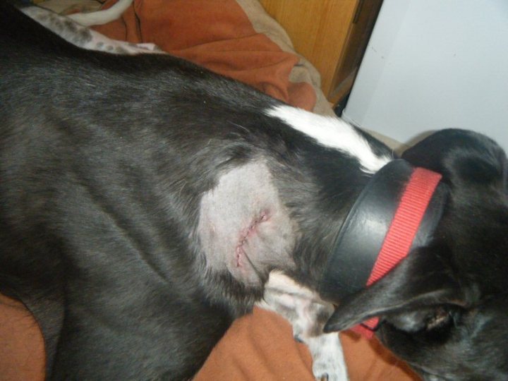 Pistonheads Injured Dog