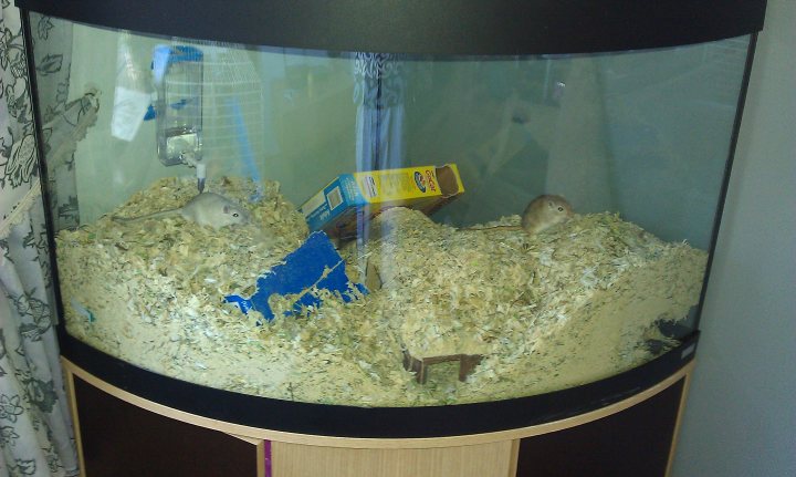 Diggingtunnelling Substrate Pistonheads Gerbils