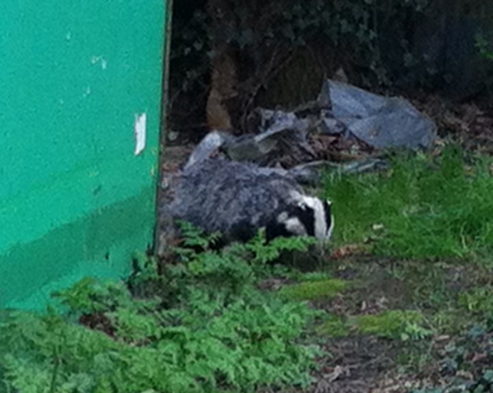 A sheep laying in the grass next to a tree - Pistonheads - The image portrays a scene in a verdant outdoor setting. A smaller animal, specifically a skunk, is the main subject. It is seen walking from the left side of the image towards the right, moving away from what appears to be a large green container or stand. The skunk's gray and black fur stands out against the lush greenery that occupies the majority of the image, with the exception of a small area covered in brown ground. The image is detailed, capturing the animal's position and the condition of its surroundings.