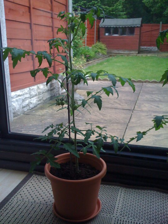 Growing Tomatoes - Page 1 - Homes, Gardens and DIY - PistonHeads - The image features a small potted plant with several green leaves situated indoors, placed on a wooden surface that appears to be a step in front of a window. The background reveals a red wooden fence enclosing a grassy area, indicating an outdoor setting. The plant seems to be thriving, with a mix of sunlight and shadows indicating it's either early morning or evening. The overall scene suggests a warm and homey environment.