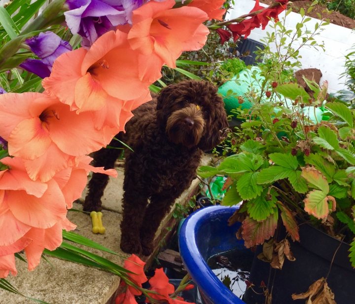 Post photos of your dogs (Vol 3) - Page 137 - All Creatures Great & Small - PistonHeads - The image shows a dark brown, curly haired dog looking at the camera, situated in what appears to be a lush garden or greenhouse. The dog is standing on a paved pathway with a blue container or trough to its right. In the background, there is a mix of colorful flowers and plants, including a prominent display of pink and orange flowers. The plants and flowers have green leaves, and the overall atmosphere of the image is vibrant and natural.