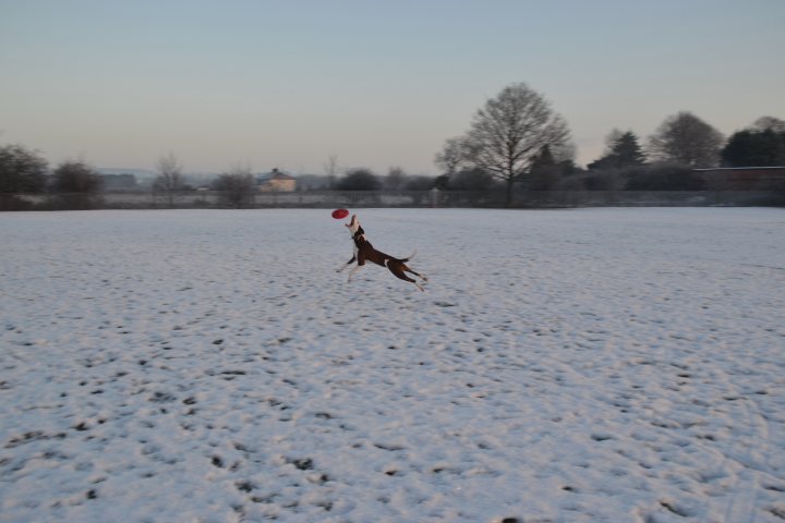 Putting weight on. - Page 1 - All Creatures Great & Small - PistonHeads - The image shows a snow-covered field with a brown dog in the foreground. The dog is mid-jump, catching a red and white frisbee in its mouth. The sky above is hazy with a gradient of colors, suggesting either sunrise or sunset. The field is surrounded by trees and a fence on one side. In the background, there are structures that appear to be a part of a town or small city. The overall scene is active and dynamic, with the dog's joyful movement being the main focus.