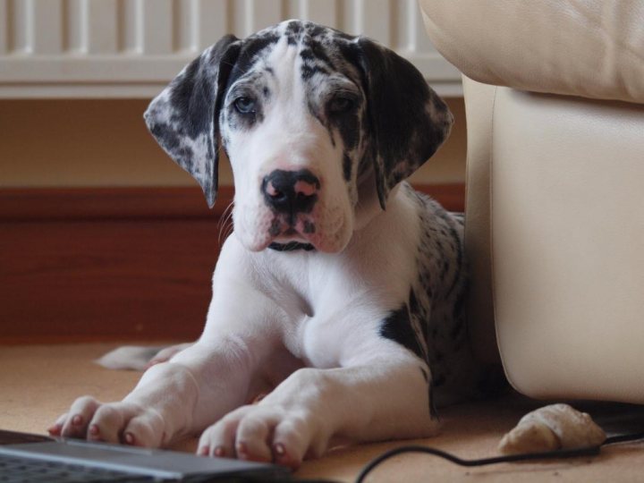 Pistonheads - The image captures a playful scene set indoors, with a Dalmatian puppy adorably posed in front of a cozy radiator. The puppy, with its distinctive black spots on a white coat, is lying on its legs on a wooden floor. It appears curious, facing the camera with expressive eyes. In the lower right corner, a toy is visible on the ground, suggesting that the puppy might have been playing with it. The wooden flooring adds a touch of warmth to the image.