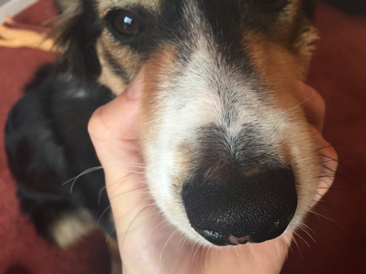 A black and white dog laying on top of a couch - Pistonheads - The image shows a dog, specifically a Border Collie, with its nose close to a person's hand. The dog's fur appears to be a mix of black, white, and brown. The dog's eyes are dark and wide, and it appears to be looking directly at the camera. The nose of the dog is prominently displayed in the foreground, and the person's hand holding the dog's face is visible as well. The focus and close-up shot give the image an intimate and candid feel.