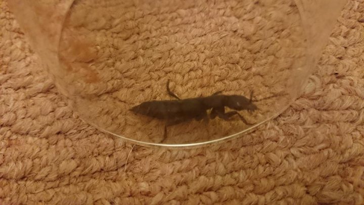 Insect Identification Please :) - Page 1 - All Creatures Great & Small - PistonHeads - Adult insect inside a curved clear plastic container; the finely looped beige microfiber carpet beneath the container's glass demonstrates a large window or doorway behind it.