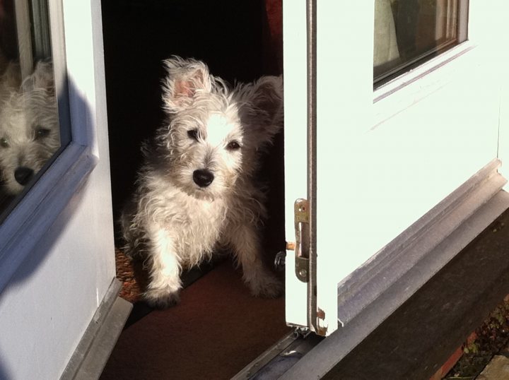 Just for fun random camera phone pictures you're happy with. - Page 8 - Photography & Video - PistonHeads - The image portrays a small, white, long-coated dog sitting in a doorway of a building. The dog has short, fluffy white fur with a slight muzzle and its ears are perked up. The door has a glass panel through which we can see some curtains and a reflection of the scene visible. The dog appears to be calm and possibly observing something, given its attentive posture.