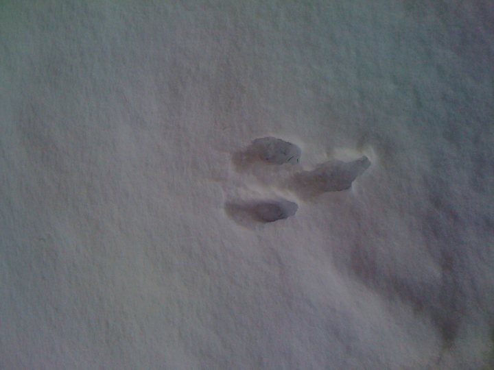 Pistonheads Day Mystery Xmas Wtf Footprints - The image shows a close-up view of a white, snowy surface where there are indications of small animal tracks. The tracks appear frost-bitten, with one of them resembling a heart. Another set of tracks seems to be partially filled in with the soft, undisturbed snow. The white snow covers the entire scene, with fuzzy, indistinct boundaries. There are no other objects or distinguishing features in the image. The focus is purely on the animal tracks and the snow covering them.