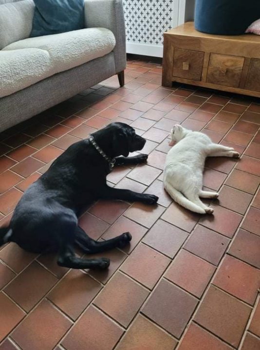 Post photos of your dogs (Vol 5) - Page 6 - All Creatures Great & Small - PistonHeads UK - The image depicts a domestic scene where two dogs are lying on the floor. One dog is larger, appearing to be a black labrador retriever, and the other is smaller, possibly a white cat. They seem to be resting or sleeping, with one of them looking at the camera while the other has its head down. The floor they're on appears to be made of tiles. In the background, there's a person sitting on what looks like a sofa, partially visible in the frame. The setting suggests an indoor domestic environment.