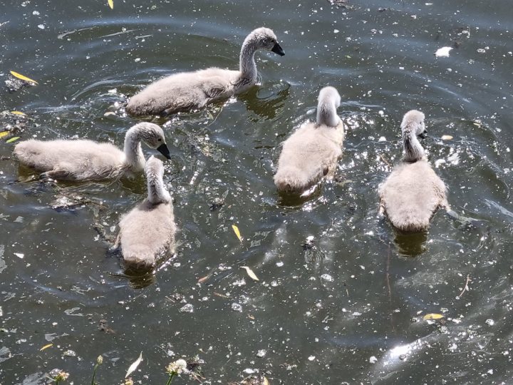 The image depicts a serene scene of nature. In the water, there are four light-colored geese swimming together. They appear to be in the middle of the water body, which could be a lake or pond given the calmness of the water and the presence of aquatic plants.

In the background, there is a clear sky, suggesting it might be a sunny day. The water's surface reflects the light, giving it a tranquil appearance.

On the right side of the photo, there are trees visible, providing a natural backdrop to the scene. The overall image paints a picture of a peaceful day out in nature, with the geese as the main focus.