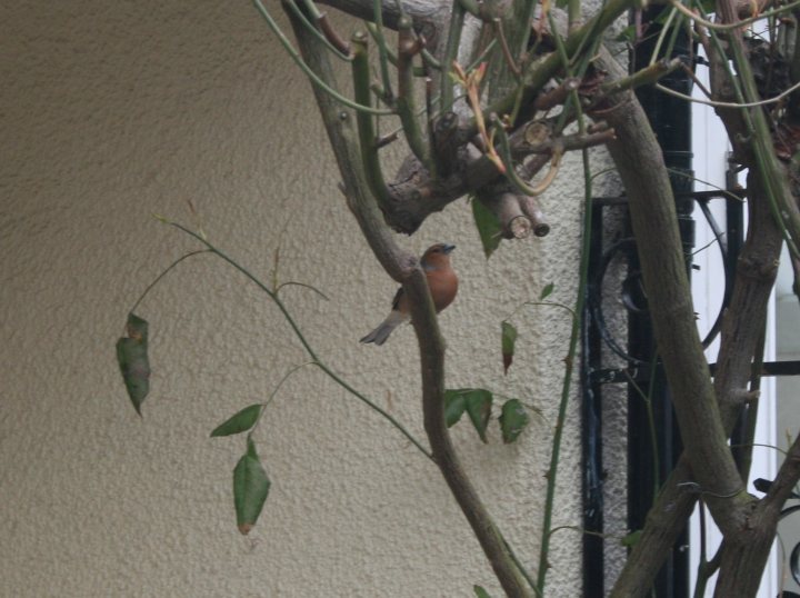 What is this little red bird? - Page 1 - All Creatures Great & Small - PistonHeads - The image features a small, colorful bird perched on a branch in a tree located against a beige building with white accents. The branch has a few other leaves and the bird appears to be gazing off to the side. In the background, there appears to be a metal railing, adding an urban feel to the scene. The overall composition of the picture suggests a quiet moment in an urban setting, where nature and city life coexist.