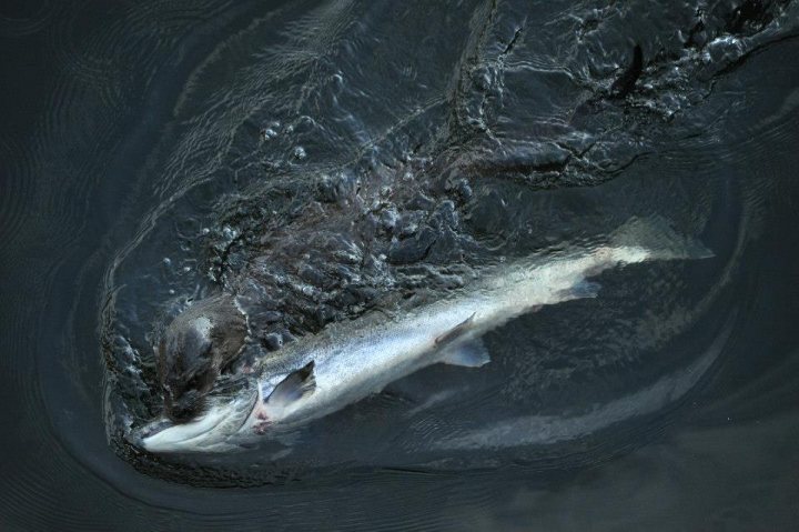 Urban Otters - Page 1 - All Creatures Great & Small - PistonHeads - The image shows a fish with a large body and a thin, needle-like tail. The fish appears to be in mid-swim, with its body undulating through the water. The color of the fish is a muted gray, and its gills can be seen. The background is dark and gives the impression that the fish is submerged in an open body of water, possibly in the ocean. The fish is the main subject, taking up almost the entire frame of the image. The style of the image is a close-up photograph with a focus on the natural behavior of the fish.