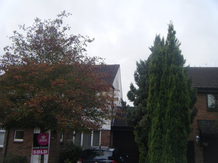 Tree Surgeons - How much to remove this tree? - Page 1 - Homes, Gardens and DIY - PistonHeads