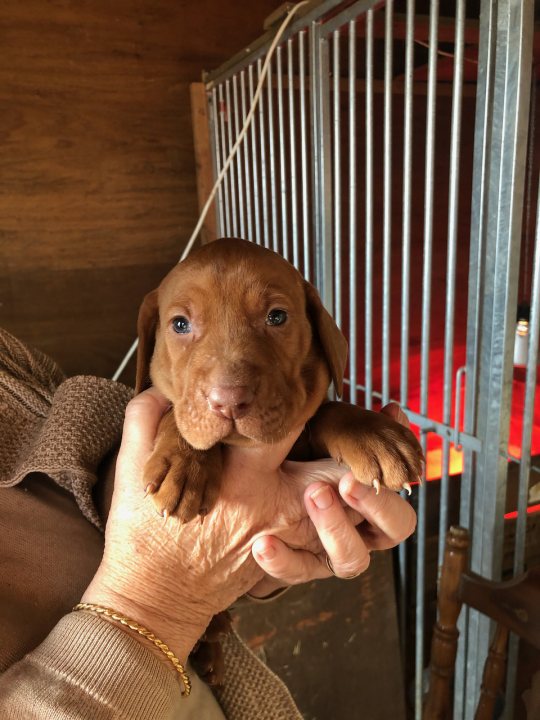 Collecting our Vizsla puppy tomorrow... - Page 1 - All Creatures Great & Small - PistonHeads